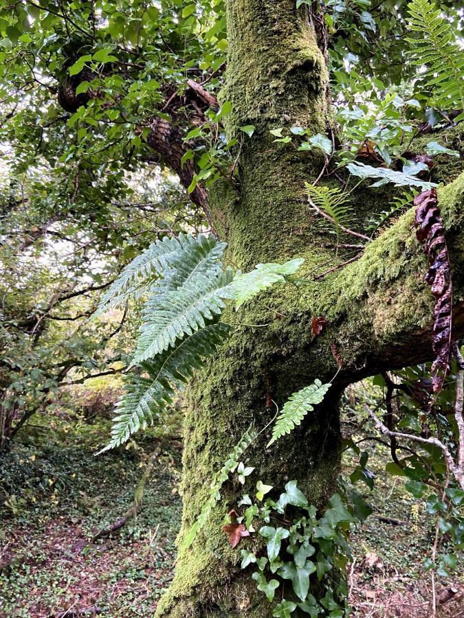 Fernwood Βίλα Clifden Εξωτερικό φωτογραφία